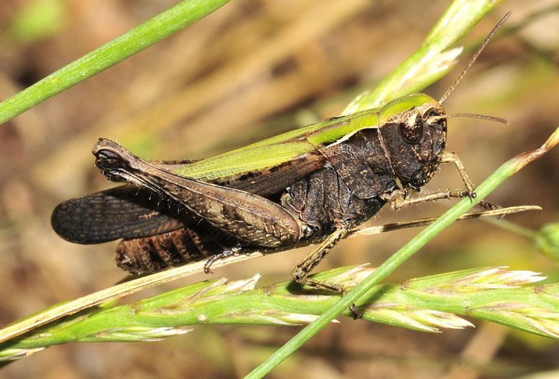 Ortottero dalla Grecia: Omocestus (Omocestus) viridulus